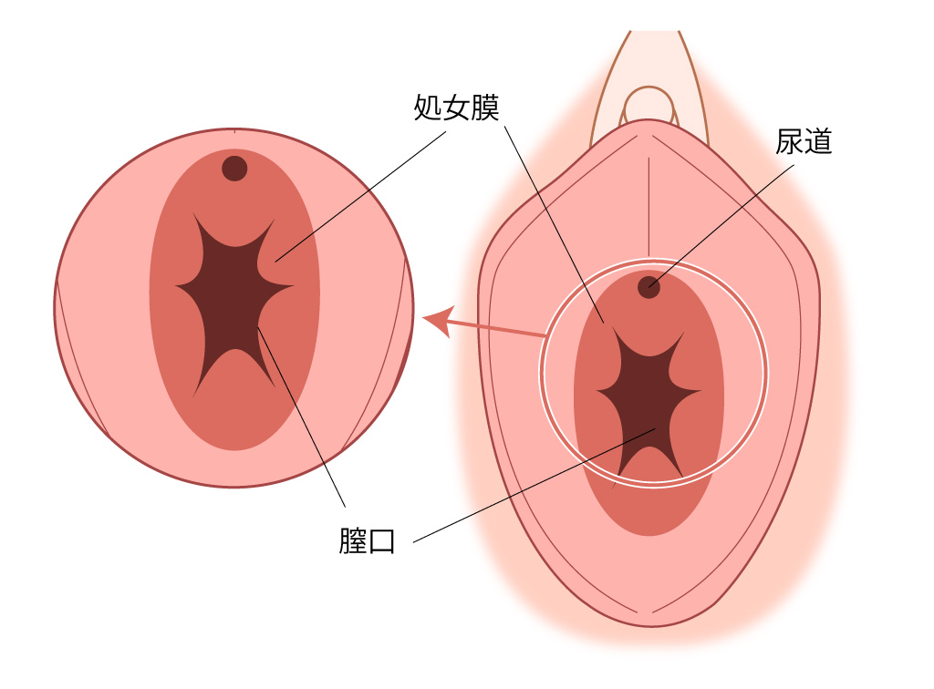 処女膜のイメージ画像